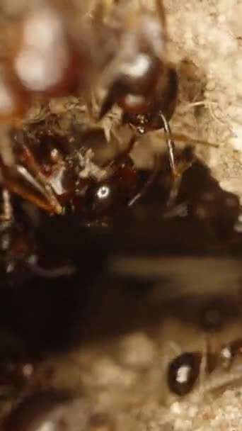 개미가 기어다니면서 카메라는 천천히 입구를 움직이며 매크로에서 극단적인 클로즈업 캡처합니다 — 비디오