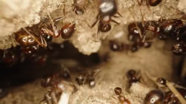 Extrémním Makru Kamera Vyletí Pískem Pokrytého Mraveniště Zatímco Mravenci Sbírají — Stock video