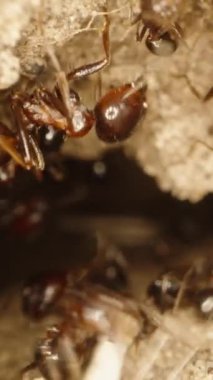 Aşırı makroda, karıncalar kuru yaprakları toplarken kamera kumla kaplı karınca yuvasından uçar. Dikey video.