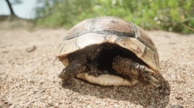 Kumda ölü küçük bir kaplumbağa, sadece bacaklar ve kabuk kaldı. Dolly kaydırıcı aşırı yakın çekim.