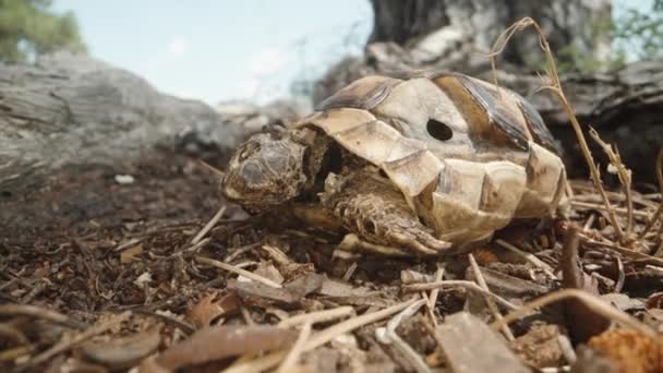 Filhote Tartaruga Morreu Perto Uma Árvore Dolly Deslizante Extremo Close — Vídeo de Stock