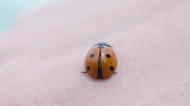 Coccinellidae Ladybug Sits Hand Macro Shot — Stock Video