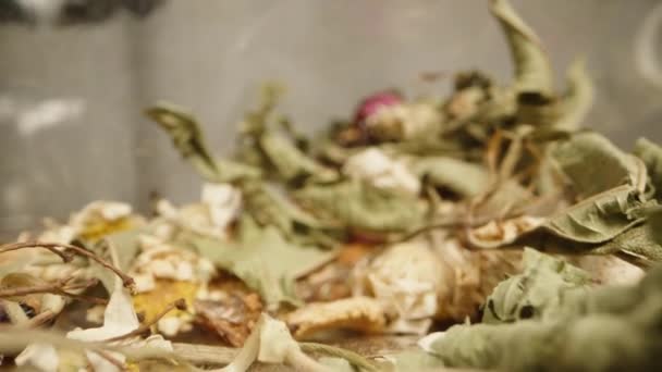 Eine Teezeremonie Bei Der Verstreut Floraler Tee Und Zubereitungsutensilien Auf — Stockvideo