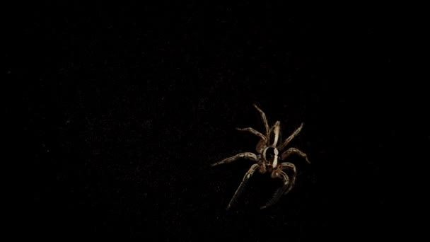 Een Spin Een Zwarte Achtergrond Beweegt Zijn Poten Buurt Van — Stockvideo