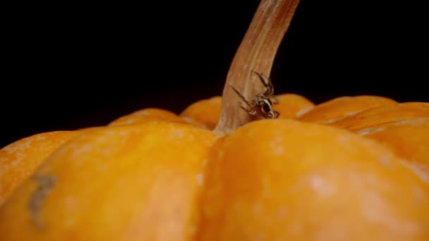 Паук Прыгает Оранжевой Тыкве Черном Фоне Крупным Планом — стоковое видео