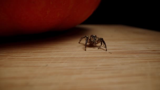 木のテーブルの上のカボチャの隣に小さなクモ — ストック動画