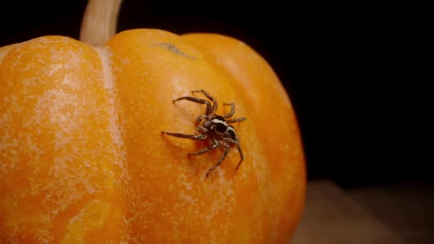 거미는 오렌지 호박에 클로즈업 움직임 카메라와 — 비디오