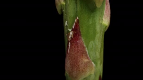 芦笋茎在黑色背景上的宏观特写 向上滑行 宏观射门 — 图库视频影像