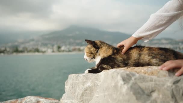 一个孩子在爱抚一只坐在海边岩石上的猫 背景是城市和山脉 慢动作 — 图库视频影像
