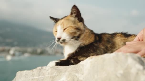 複数の色の猫が岩の上に座り 海を眺め 背景に船を渡っている 愛情を持って猫をペットにする子供 — ストック動画