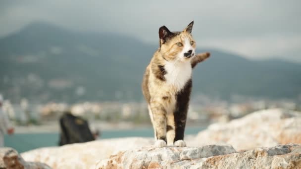 Gato Multicolor Camina Por Costa Rocosa Del Mar Día Soleado — Vídeos de Stock