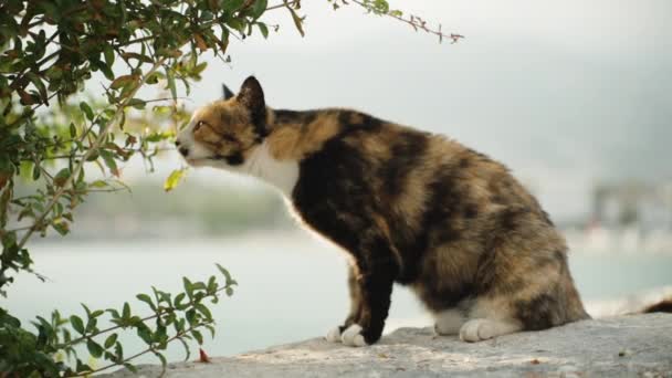 猫坐在岩石上 背靠大海 慢吞吞地嗅着灌木上的叶子 — 图库视频影像