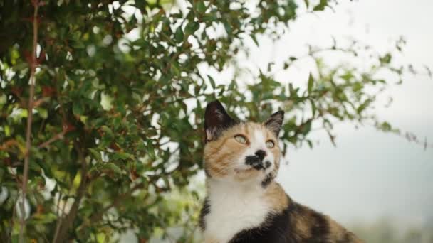 Çok Renkli Kedi Yeşil Bir Çalılığın Yanında Oturur Başını Yavaşça — Stok video
