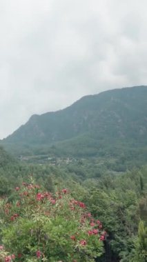 Önünde çiçekler olan, bulutlu havada ağaçlarla kaplı dağların manzarası. Dikey video.