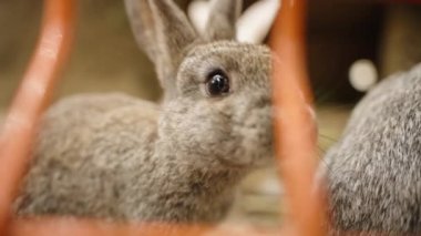 Bir parmak parmaklıkların arasından küçük bir tavşana uzanıyor, yakından..