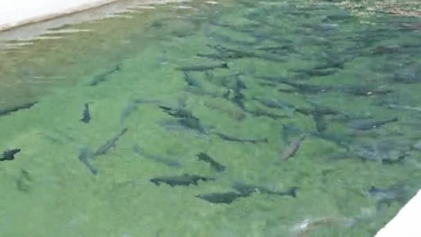 Depósitos Artificiales Para Cría Truchas Con Muchos Peces Nadando Bajo — Vídeo de stock