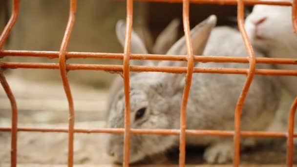 Bir Dişi Yavaşça Dokunur Ağların Arasından Bir Tavşanı Yavaş Çekimde — Stok video