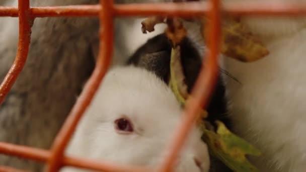 白と灰色のウサギは食べ物のために競い合い お互いから盗み 葉を弾き ゆっくりと動く — ストック動画