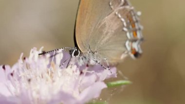 Kanatlarında kırmızı lekeler olan bir kelebek mor bir çiçekte yürüyor ve nektar topluyor. Makro çekim.