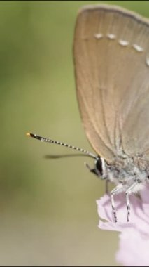Yanardöner kanatlı, gün ışığında parıldayan bir kelebek, mor bir çiçekten havalanır. Makro çekim, ağır çekimde. Dikey video.