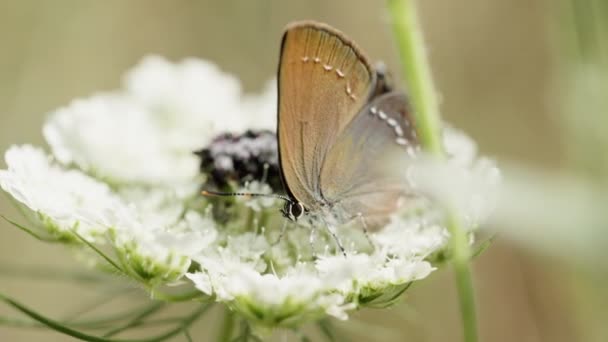 Kolorowy Motyl Siedzi Białym Kwiatku Delikatnie Kołysząc Się Wietrze Strzał — Wideo stockowe