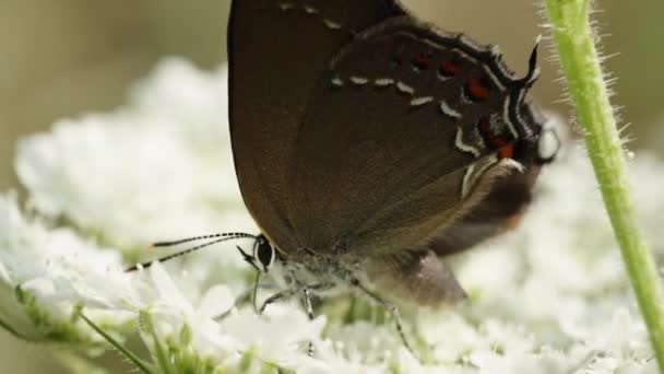 Метелик Червоними Плямами Крилах Ходить Білій Квітці Використовуючи Пробоїн Збору — стокове відео