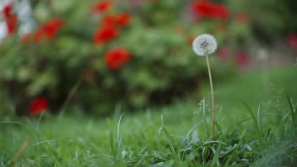 単一のタンポポパフは 赤い花の背景を持つ緑の草の上にその種を拡大し 放出する — ストック動画