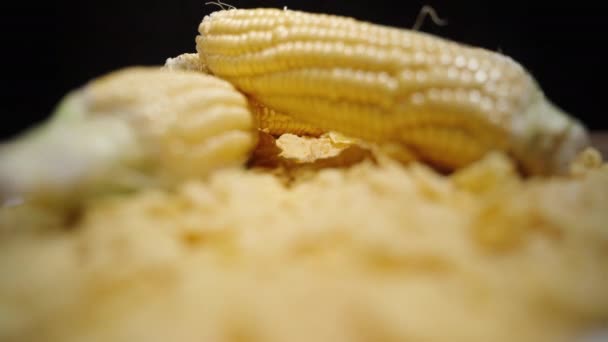 Surowe Kolby Kukurydzy Suche Płatki Kukurydziane Śniadanie Oświetlone Ostrość Cofa — Wideo stockowe