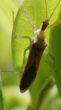 Dikey video. Yeşil yaprakların üzerindeki Zelus Renardii böceği, mavi gökyüzünün arka planına karşı. Makro çekim.