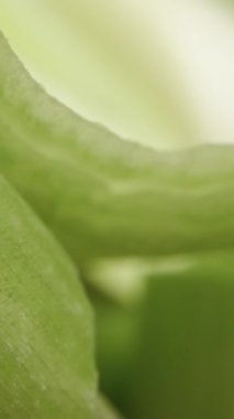 Dikey video. Dolly kaydırıcı aşırı yakın çekim.