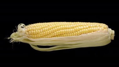 Yarım soyulmuş mısır koçanı siyah arka planda dönüyor. İzole edilmiş.