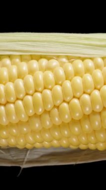 Dikey video. Siyah arka planda dönen yaprakları olan taze bir mısır koçanı, yakın plan..