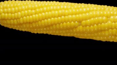 Yeni pişmiş mısır koçanı yavaşça döner ve meyve suyu ve yağ siyah bir arkaplana damlar..