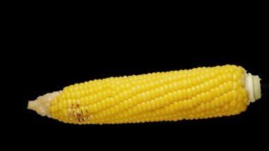 Bir mısır koçanı dönüyor ve çekirdekler kavruluyor. Yavaş çekim, siyah arkaplanda izole edilmiş..