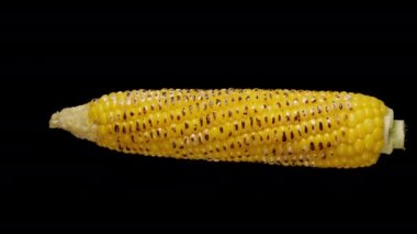 Kaynamış mısır koçanı, ateşte kavrulmuş çekirdekleri ile siyah bir zemin üzerinde dönüyor ve havada süzülüyor gibi görünüyor. Tek atış..