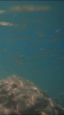 Dikey video. Suyun altındaki kamera mavi deniz suyunu ve sualtı kayalarının yakınındaki küçük bir balık sürüsünü yakalar. Sonra kamera yüzeye çıkıyor. İnsanların yüzeydeki uçurumun kenarında durduğunu gösteriyor..