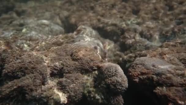 Kamera Podwodna Rejestruje Skały Roślinami Przezroczystej Wodzie Morskiej — Wideo stockowe