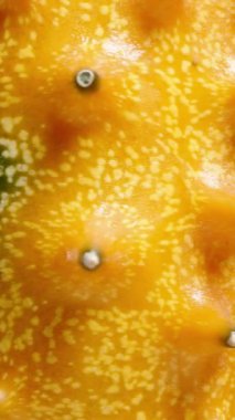 Dikey video. Afrika portakallı, dikenli dikenli dikenli salatalıklı, yakın plan bir fotoğraf.