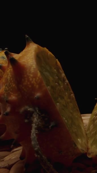 비디오 날카로운 스파이크가있는 키와노 오렌지 오이를 테이블에 하나는 절단된다 — 비디오