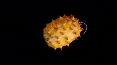 Kiwano, çivili bir Afrika salatalığı. Siyah arkaplan üzerinde döndürme, izole çekim.
