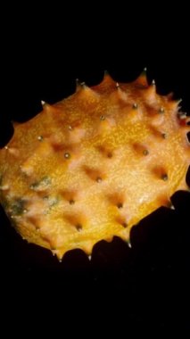 Dikey video. Kiwano, çivili bir Afrika salatalığı. Siyah arkaplan üzerinde döndürme, izole çekim.
