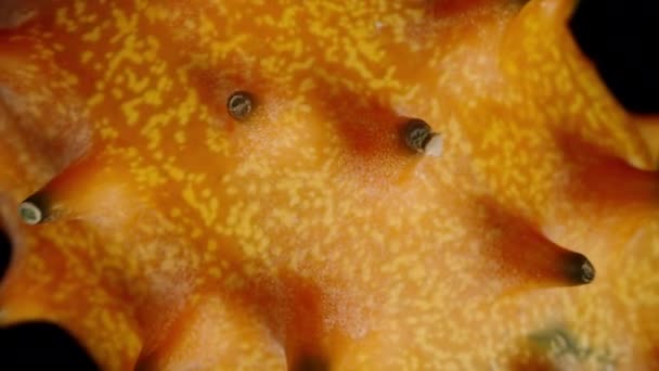 Πορτοκαλί Σπιρτόκουτο Προσομοίωση Πτώσης Περιστροφή Μαύρο Φόντο Προβολέας Μακροεντολών — Αρχείο Βίντεο