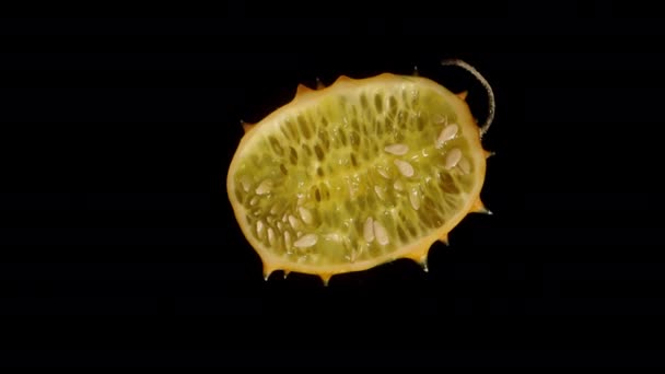 키와노의 안쪽에 씨앗을 보여주기 검은색 배경에 고립된 — 비디오