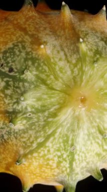 Dikey video. Dikenli Kiwano salatalığının yan görüntüsü. Siyah bir arka planda izole edilmiş. Döndürme.