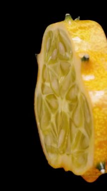 Dikey video. Çivili Afrika salatalığı, siyah arka planda dönen bir dilim, makro yakın plan izole edilmiş..