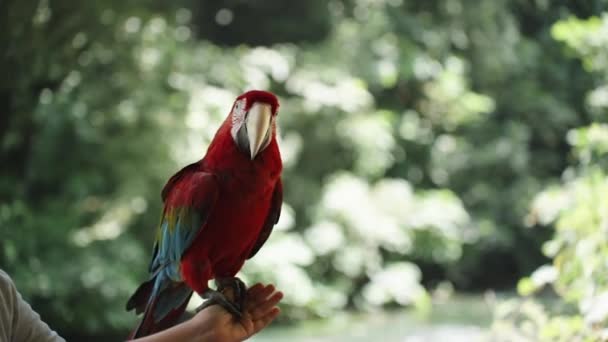 Large Red Macaw Parrot Sitting Child Hand Backdrop Trees River — Stock Video