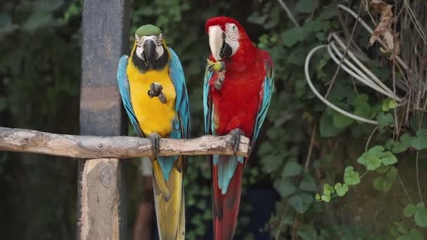 Two Colorful Macaw Parrots One Red Other Yellow Sit Branch — Stock Video