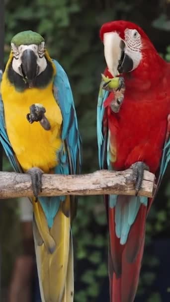 Verticale Video Twee Kleurrijke Macaw Papegaaien Een Rode Een Gele — Stockvideo