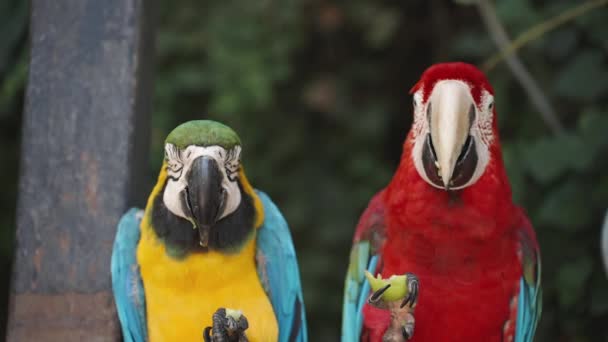 Papagaios Arara Vermelhos Amarelos Sentam Floresta Comem Frutas Verdes — Vídeo de Stock