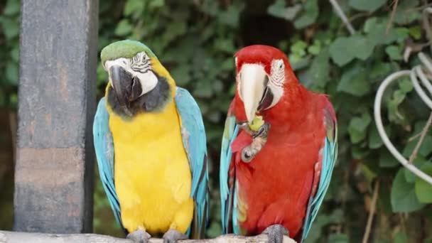 Δύο Παπαγάλοι Μακάο Κάθονται Ένα Κλαδί Στο Δάσος Και Τρώνε — Αρχείο Βίντεο